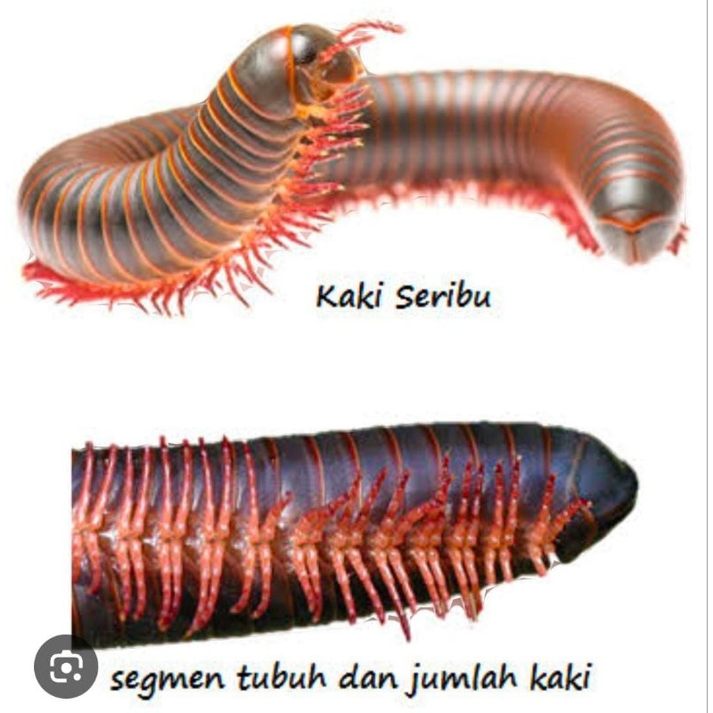 Luwing Kaki Seribu Hidup Luwe Obat Herbal Peliharaan Murah