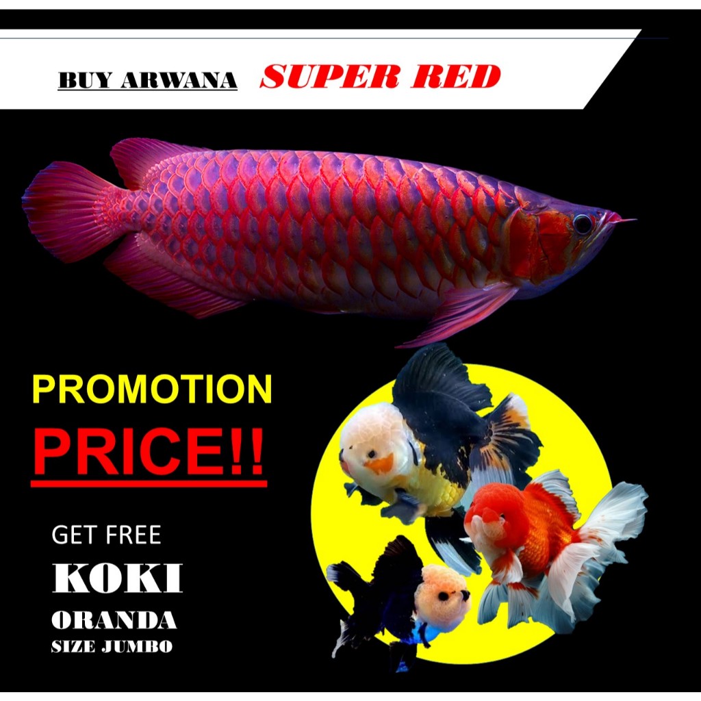 ARWANA SUPER RED size 8-10cm lengkap dengan sertifikat dan chip