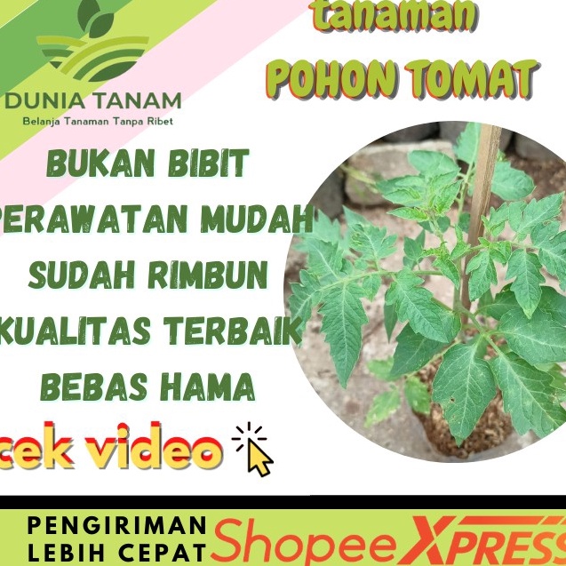 D2289 Bibit pohon Tomat Sayur buah merah chery ceri
