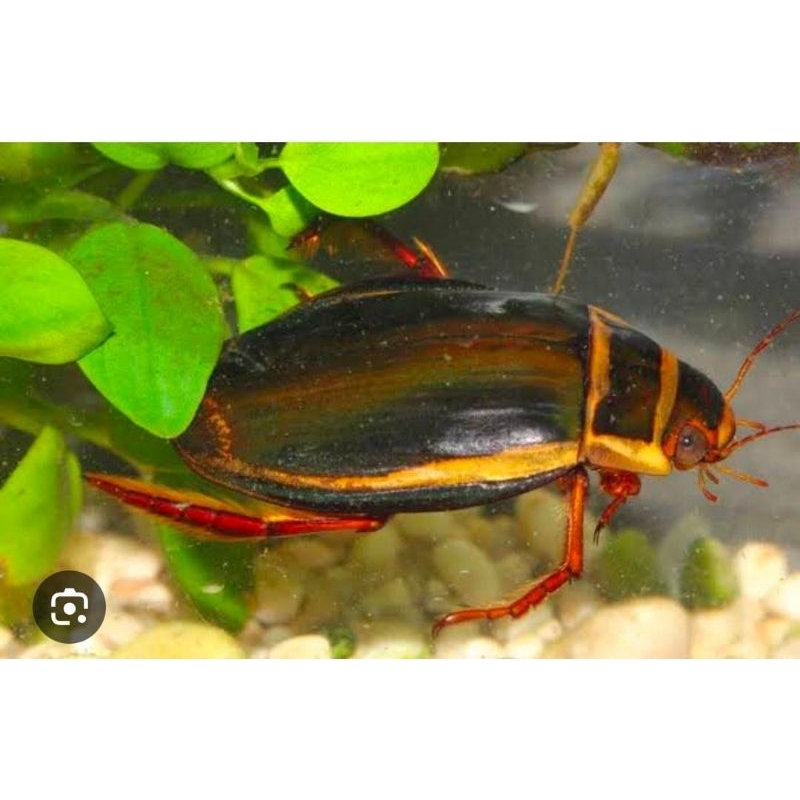 Belibis Kumbang Air Sawah Hidup 2 Ekor Pakan Pancing Murah