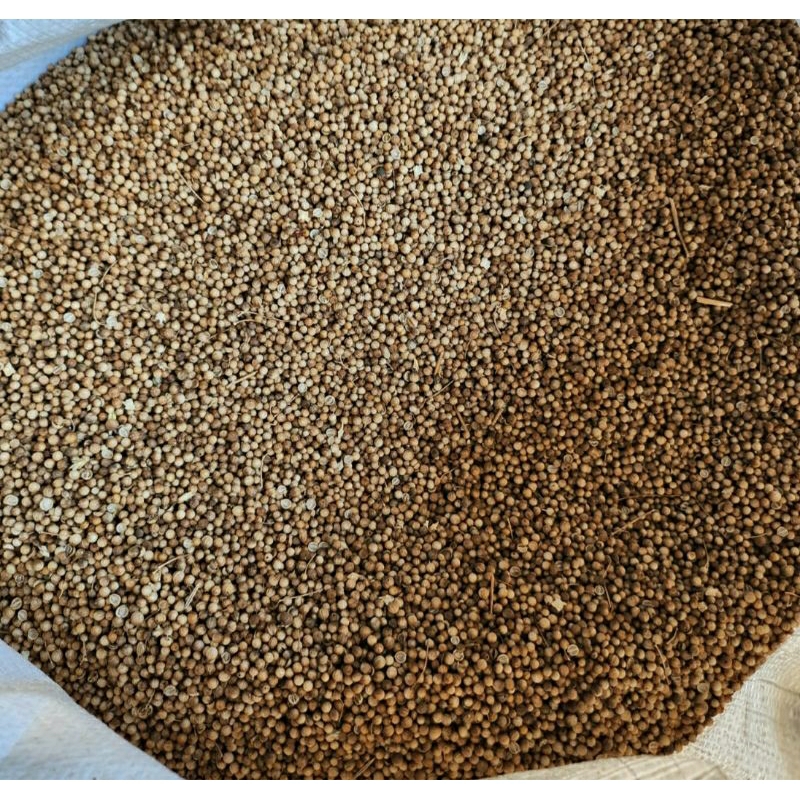 

Biji ketumbar 500grm