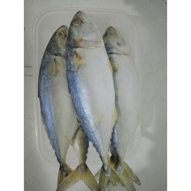 

ikan kembung banjar