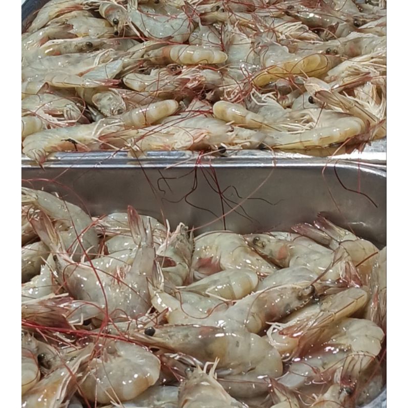 

udang segar panami premium original 500 gr