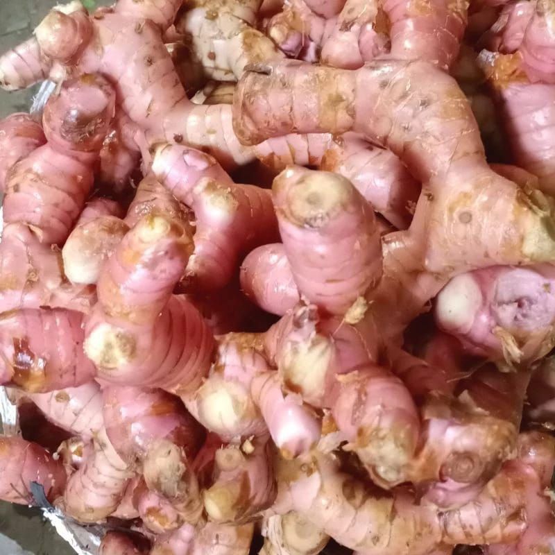 

LENGKUAS MUDA SEGAR 1 Kg