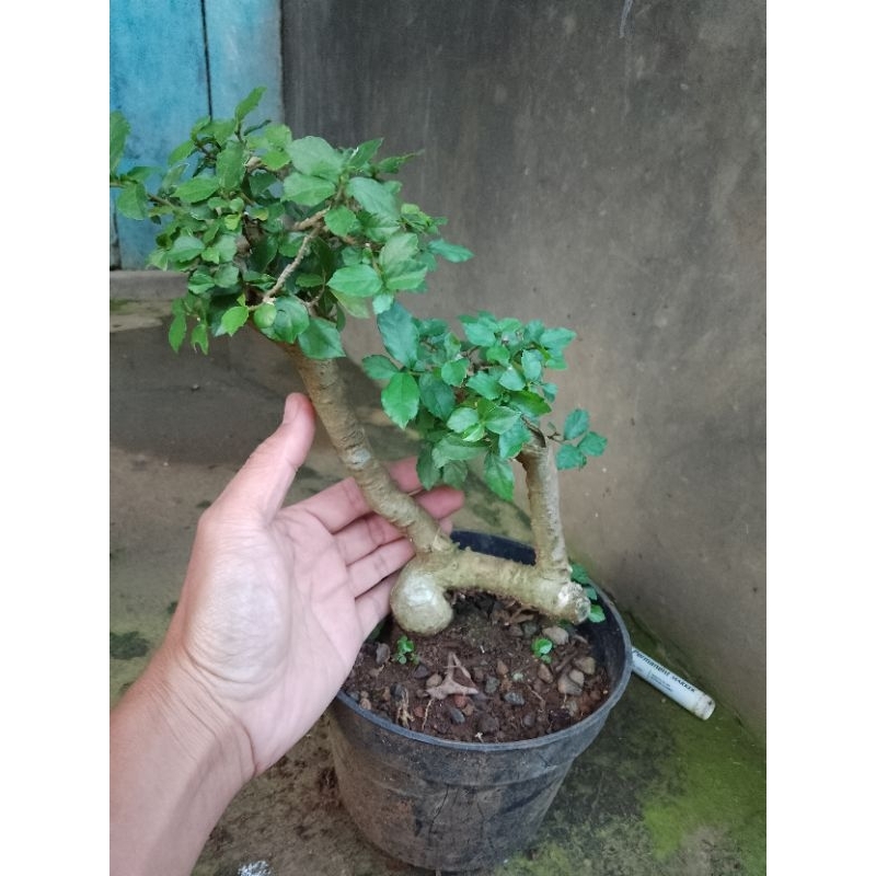 BONSAI SERUT REAL PICK / BONSAI SERUT TIPE 4