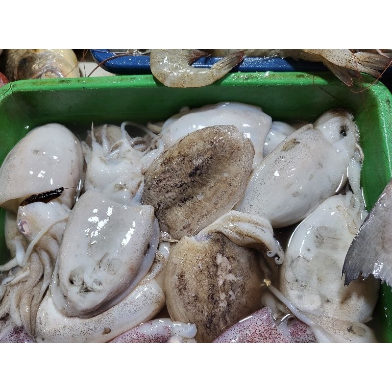 

Cumi Sotong / Balakutak