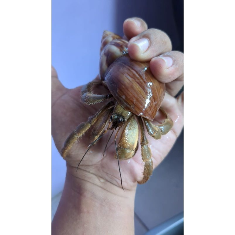 Coenobita cavipes cangkang bekicot, mainan kelomang