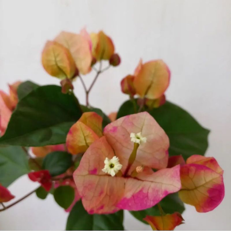 Bougenville Citra India