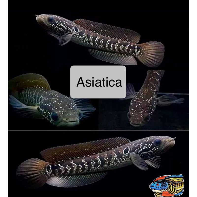 Asiatica WHITE Spot 2-4cm