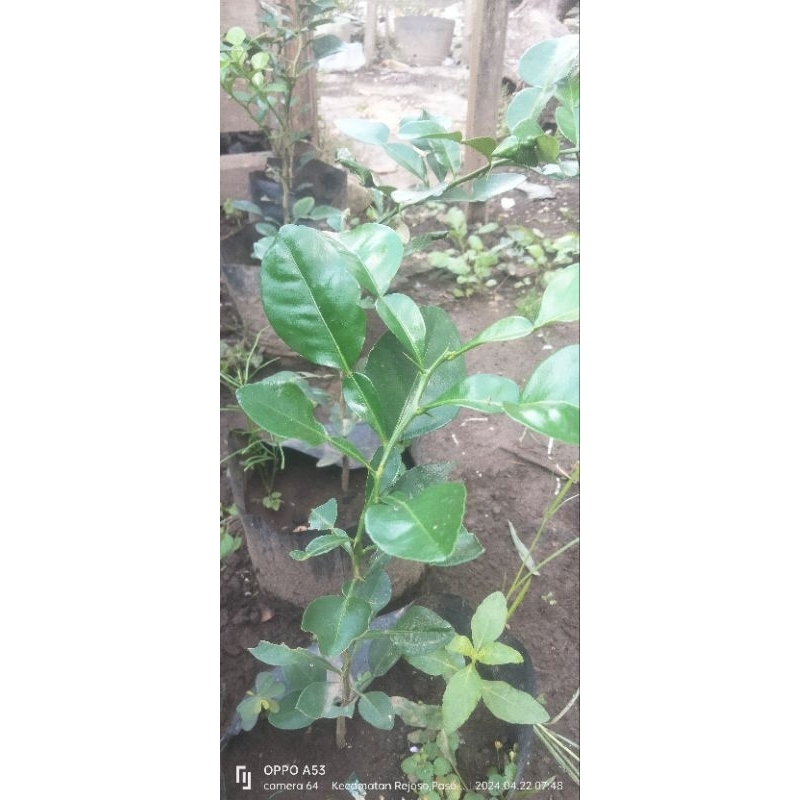 

bibit jeruk purut