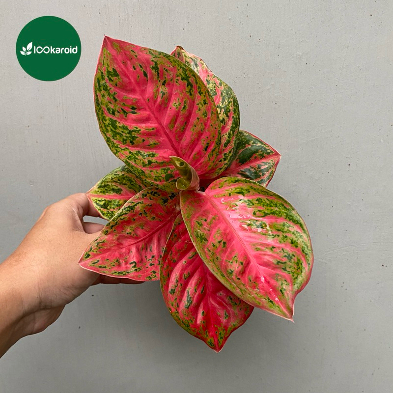 Tanaman Hias Aglonema Wulandari / Aglaonema Aglo Wulandari