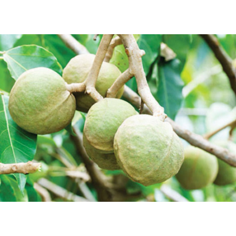

Buah kemiri muda fresh petik langsung 1 kg-az