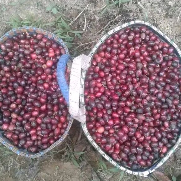 

Buah kopi ROBUSTA 1kg
