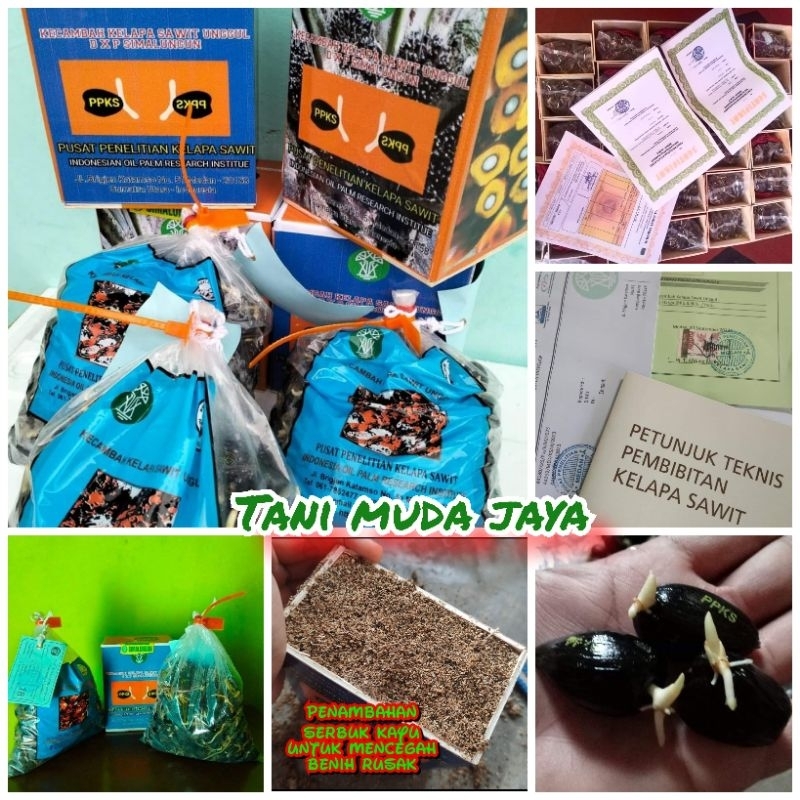 Benih bibit kecambah sawit Dxp Simalungun pelepah pendek ( BERSERTIFIKAT )