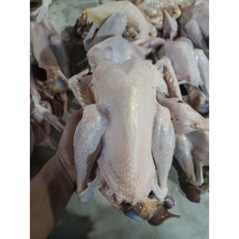 

Ayam kampung asli 100% 1000-1100