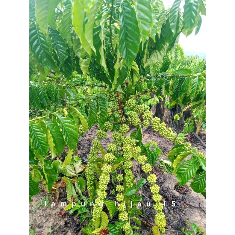 BIBIT KOPI ROBUSTA UNGGUL LAMPUNG TINGGI 60 CM