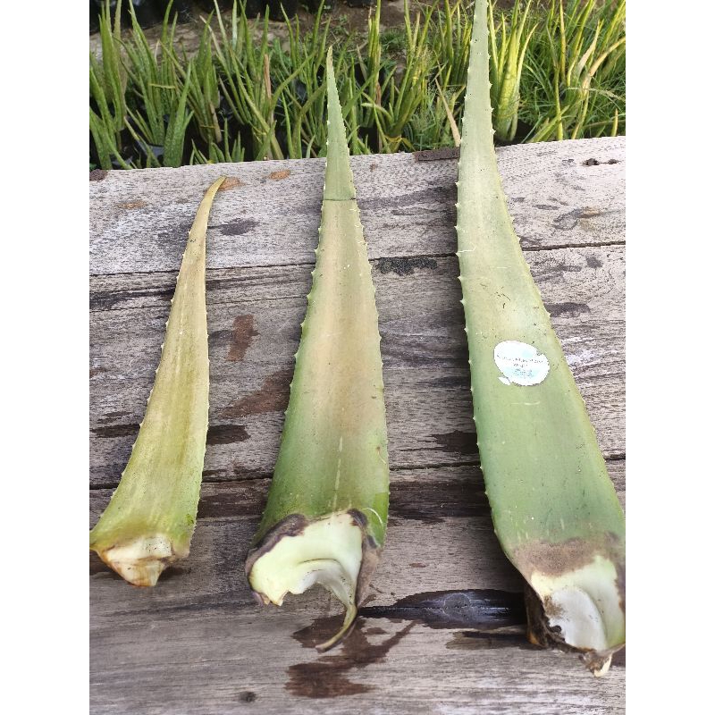 

Pelepah Jumbo Aloe Vera