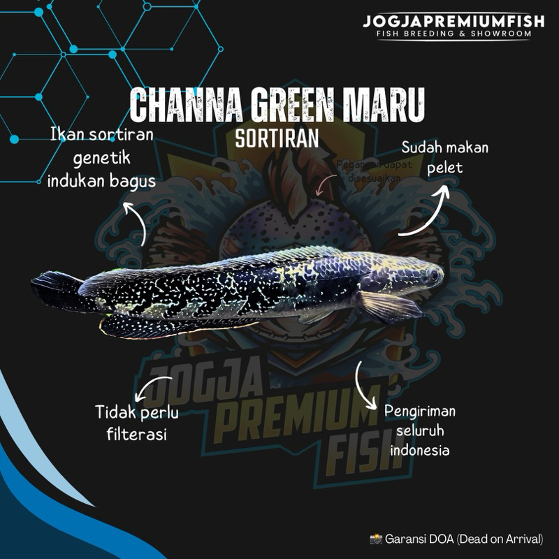 

STIKER CHANNA MARU GREEN MARULIUS