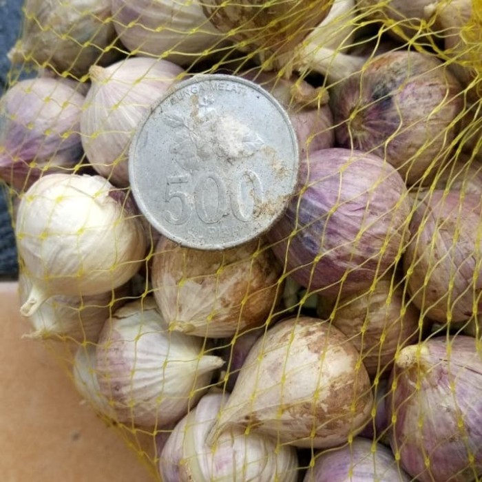 

Bawang Tunggal | Bawang Lanang | Bawang Lanang 750gr Jumbo | Bawang Lanang Import Kemasan 750gr