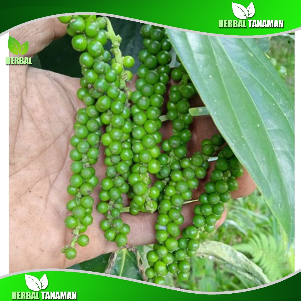 

Ready Stok Lada Hijau Segar 1 Kg Fresh Langsung Petik