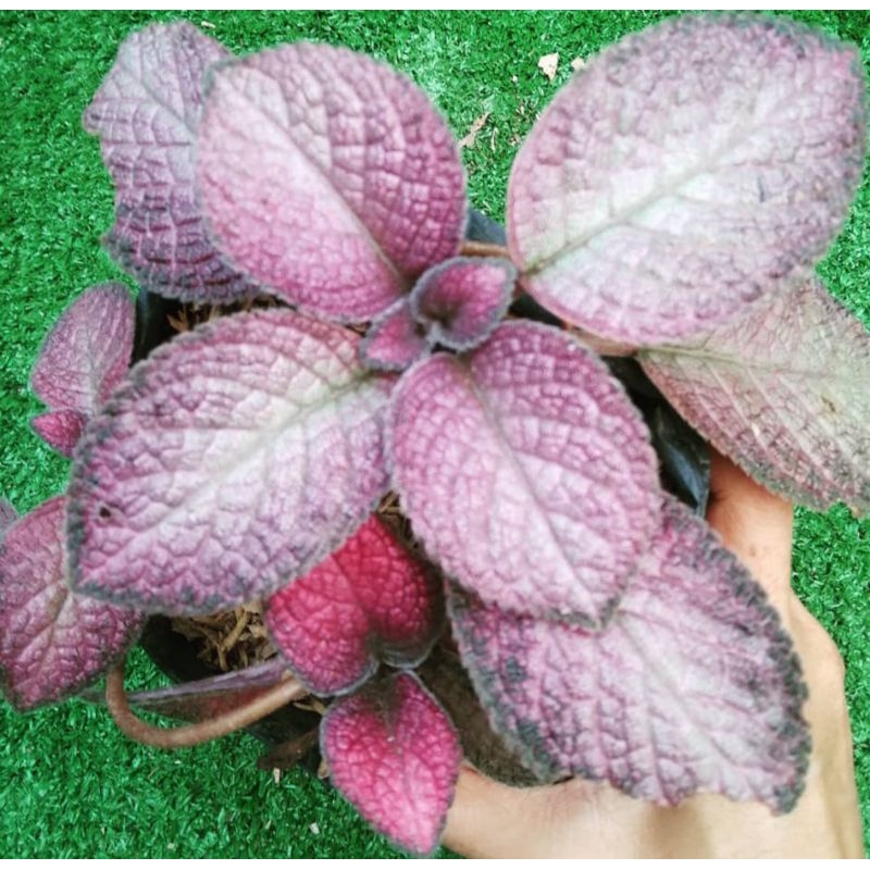 bunga epicia ungu/epicia murah