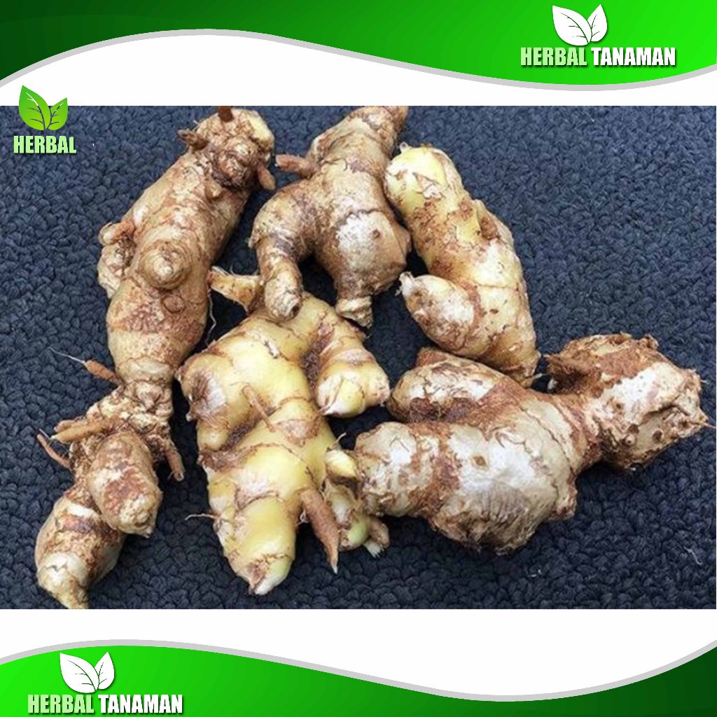 

Lempuyang Segar 1 kg - Lampuyang Fresh Herbal