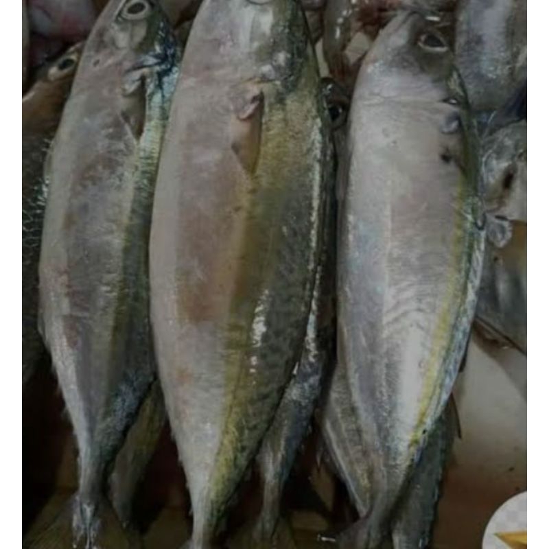 

Terlaris...! ikan kembung banjar 500gr