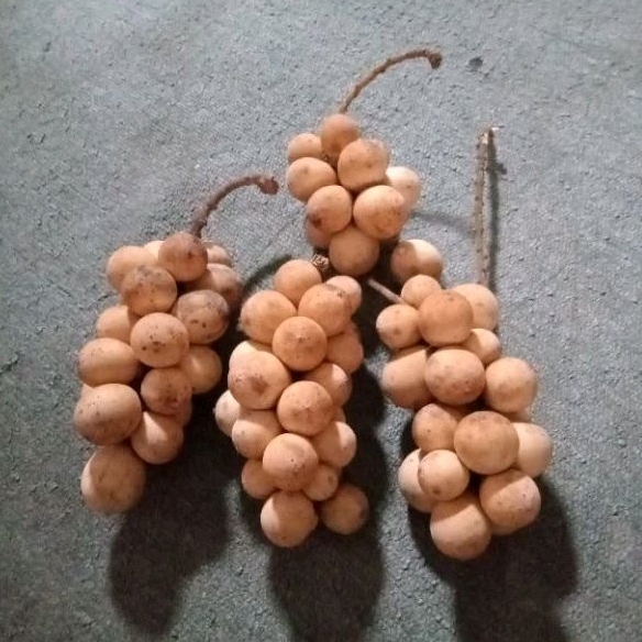 Buah kokosan 1kg