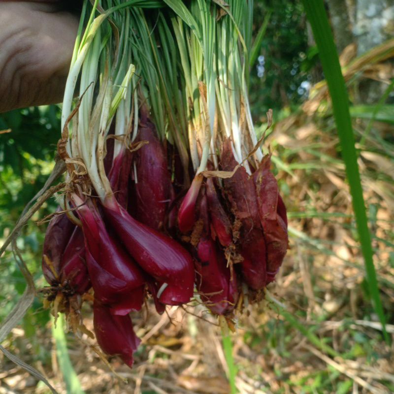 

bawang dayak bawang organik 1kg