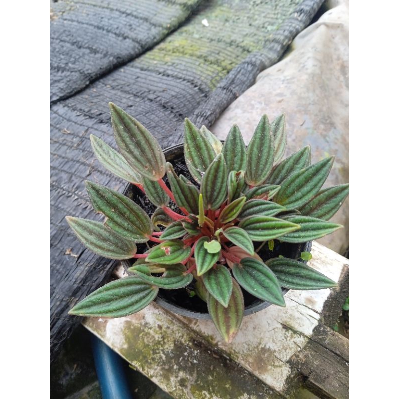 Peperomia roso rimbun