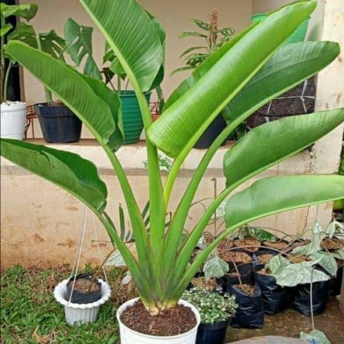 BIBIT POHON PISANG HIAS POHON PISANG KIPAS BERKUALITAS