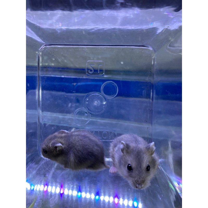 hamster winter white argente