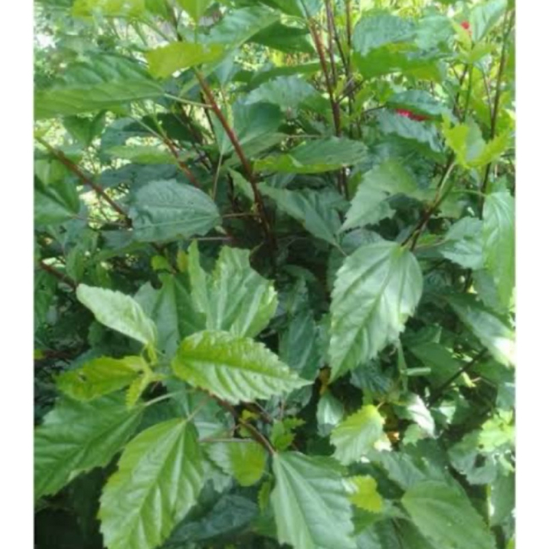 

Jual daun bunga sepatu / daun lentera segar