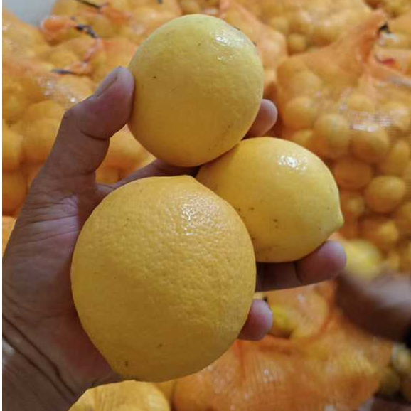 

Buah Lemon Grade A Super ukuran 1Kg