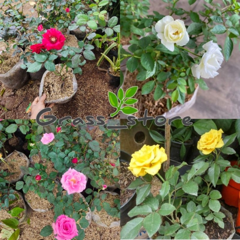 PROMO Paket 4 Tanaman Hias Bunga mawar - Bunga Mawar Hidup - Bibit Bunga Mawar Merah Putih Pink Kuni