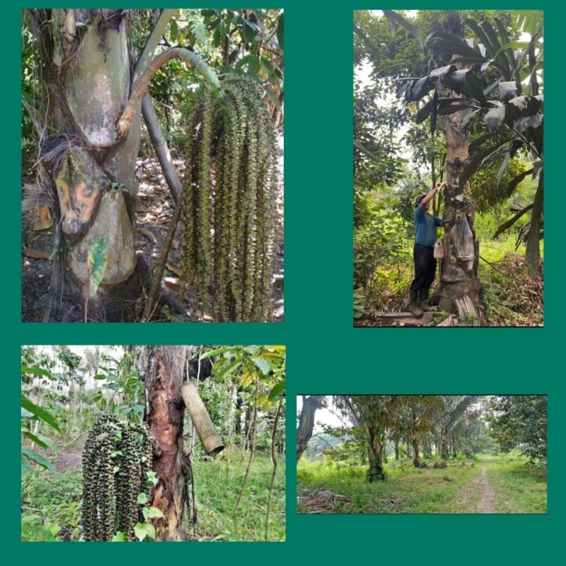 JGstore17 bibit aren genjah biji bibit pohon aren biji aren kecambah aren pohon nira pohon gula mera