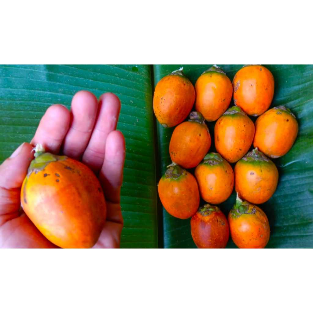 

Buah pinang tua 1 kg murah
