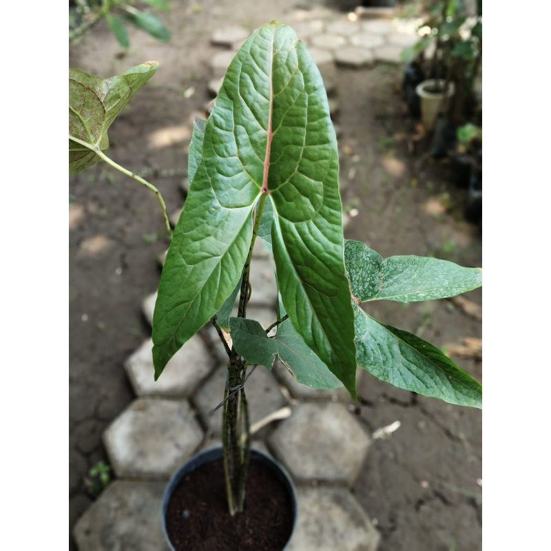 Cyrtosperma johnstonii