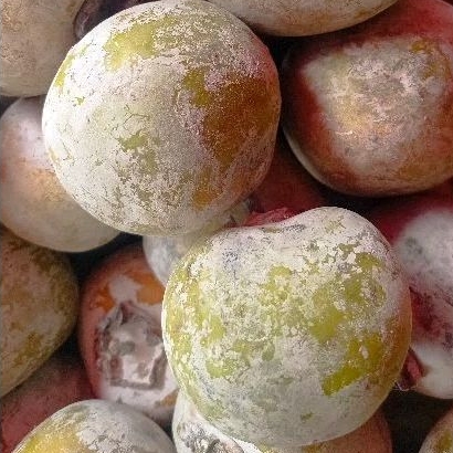 

Buah kesemek