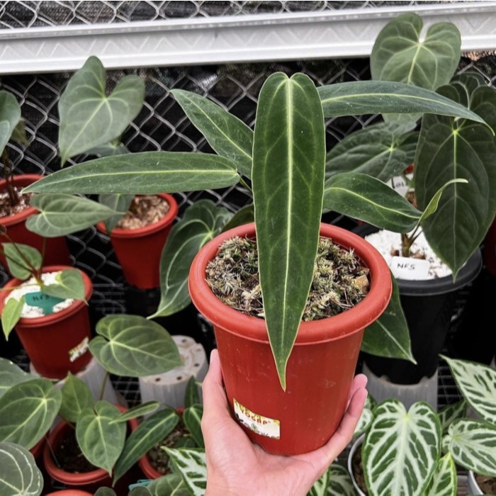 ANTURIUM KUPING GAJAH KALONG ( bonggol )