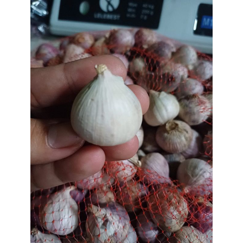 

1/2kg (500gram) Bawang Putih Tunggal/Bawang Lanang