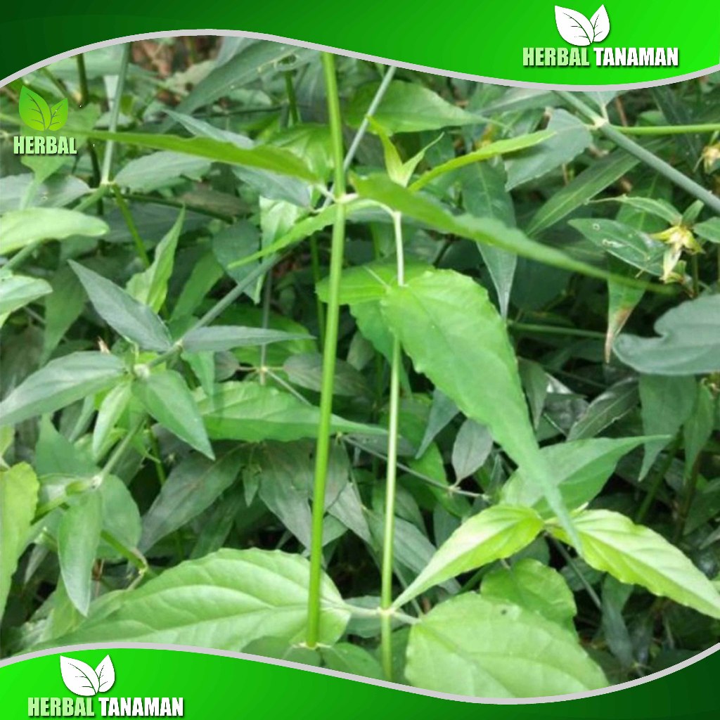 

Daun Belalai Gajah Segar 500 gr - Dauh Kalingsir Fresh herbal