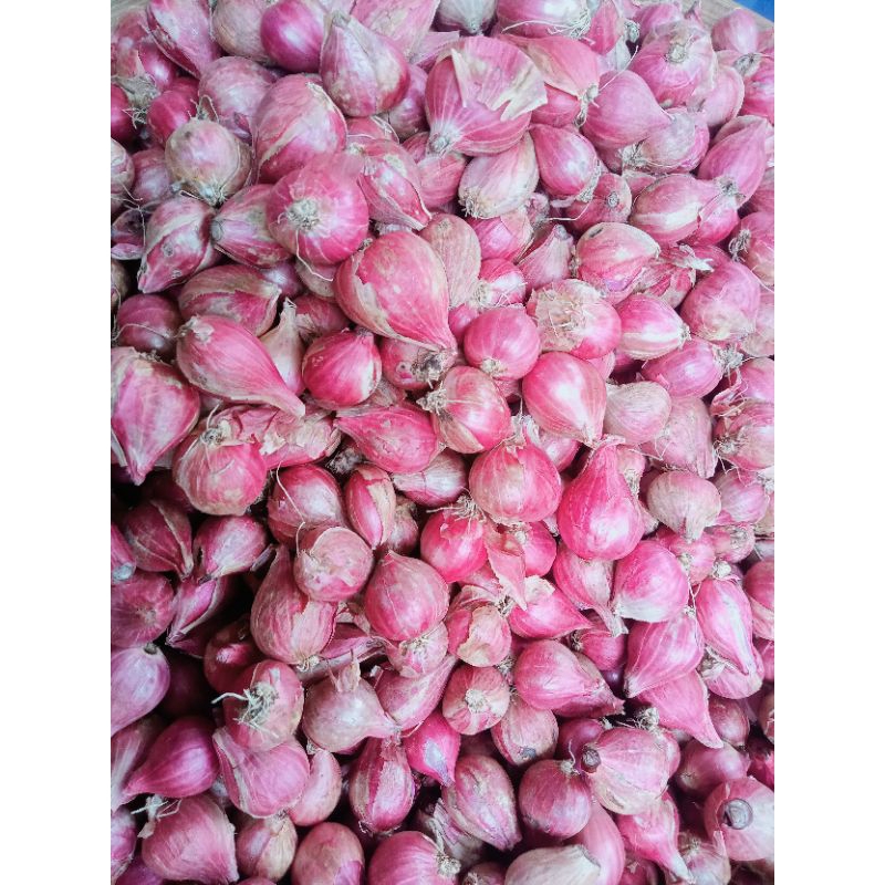 

BAWANG MERAH PROBOLINGGO 250 GRAM UKURAN BESAR