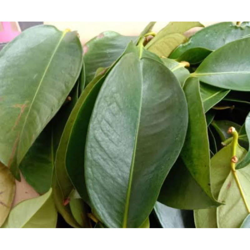 

Daun manggis segar 1 kg petik langsung-az