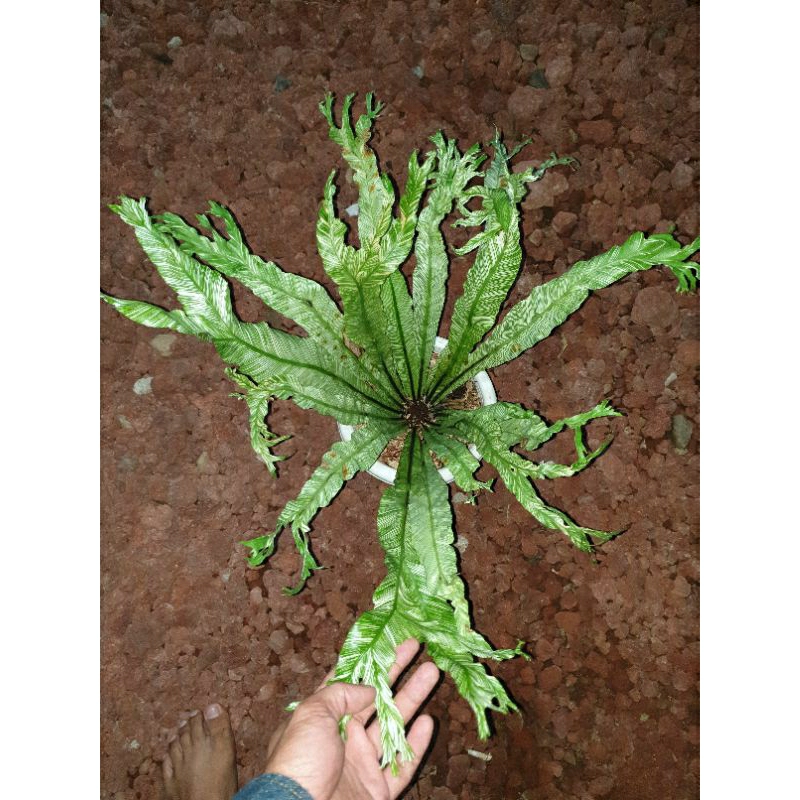 asplenium variegata