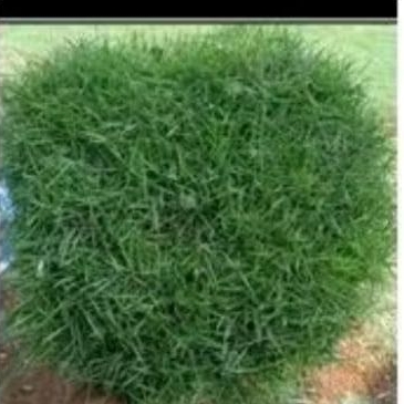 Rumput jepang hidup murah rumput halaman rumput Taman rumput kuburan rumput hias