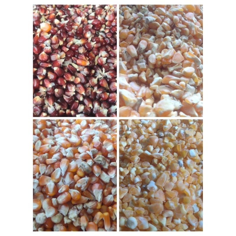 All Varian Jagung /KG.Jagung Manggis/Jagung pecah /Jagung kristal/Jagung Menir