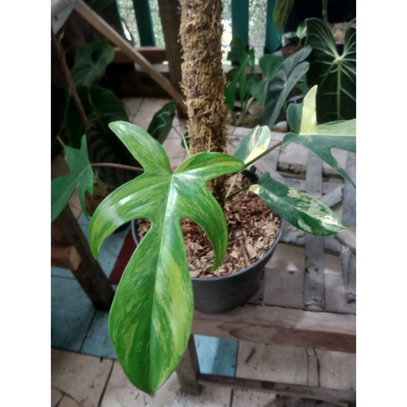 Philodendron Florida beauty/flobe