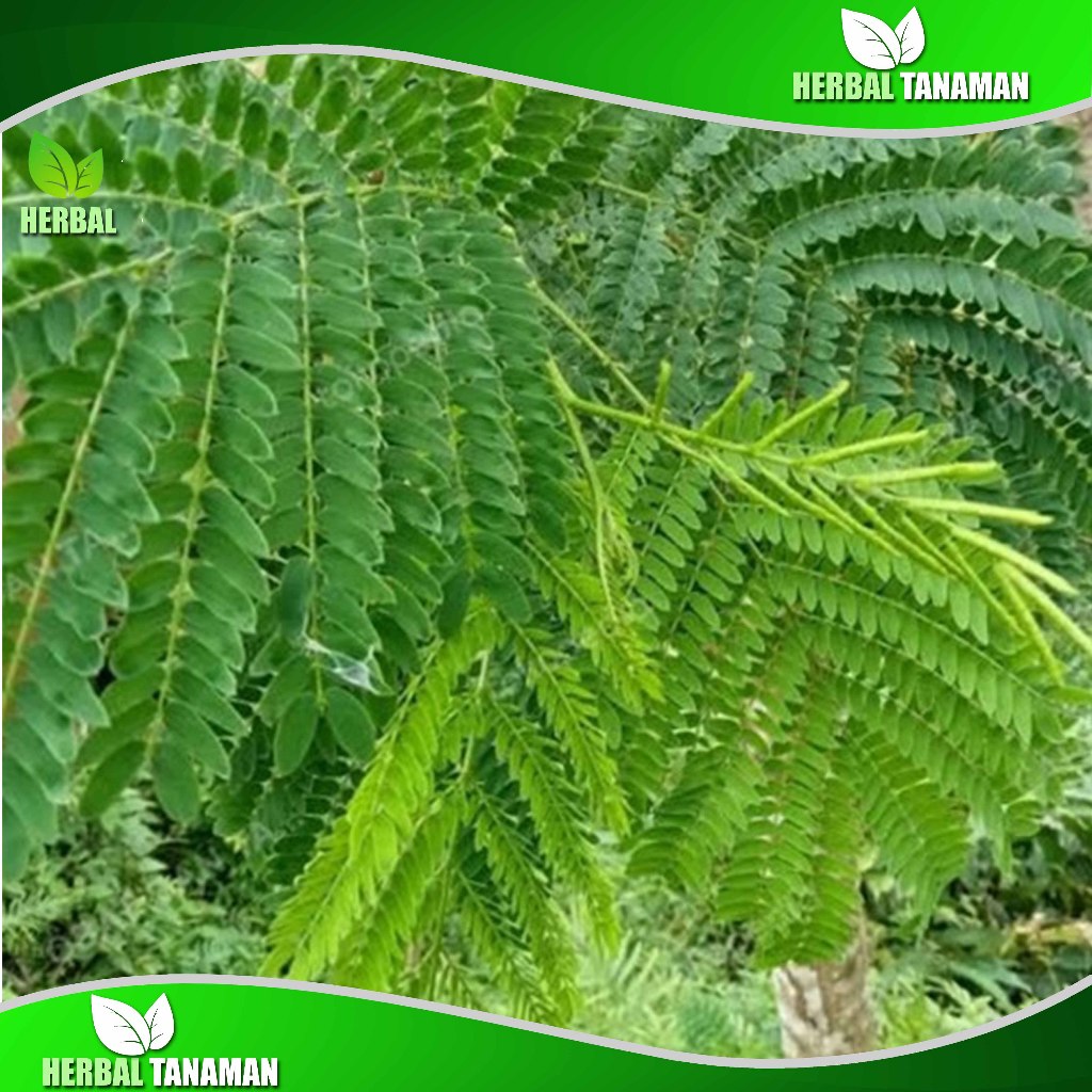 

Daun Kedawung Segar fresh langsung petik herbal 250 gram