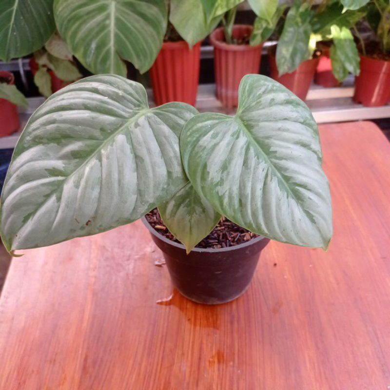 philodendron sodiroi